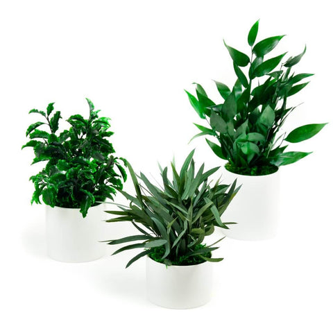 Plante suspendu H30-41 cm NEBA Naturel / Vert